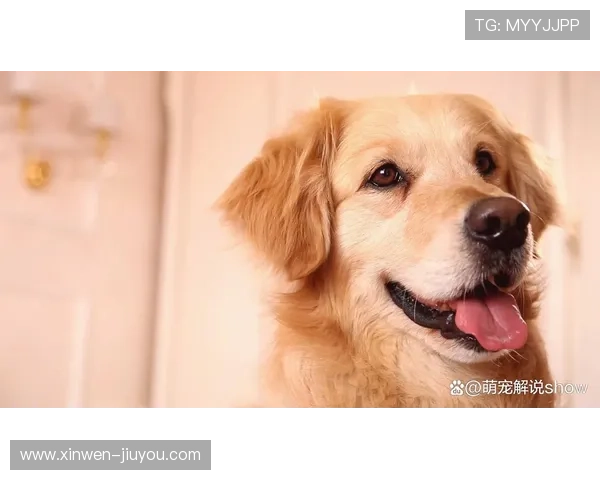 金毛犬陪伴成长的温暖日常与科学养护技巧全指南分享适合新手家庭阅读 金毛犬陪伴成长的温暖日常与科学养护技巧全指南分享适合新手家庭阅读