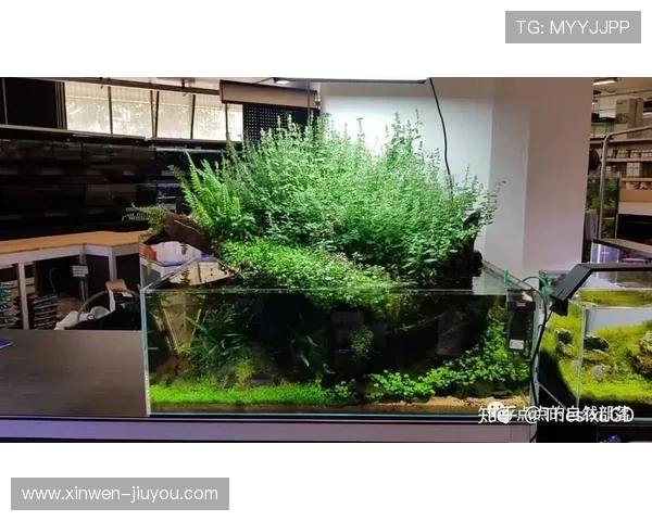 雨林溪谷与沉木苔藓共生的自然系水族造景灵感设计实践方案分享